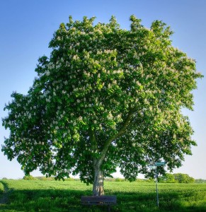 baum-aldenhoevel